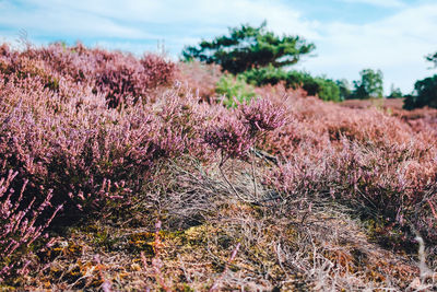 Close-up of pink flowering plants on field