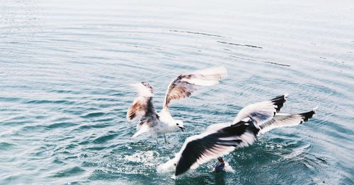 Seagulls flying over sea