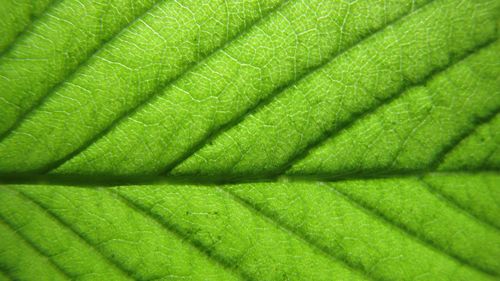 Full frame shot of green leaves