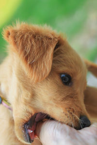 Close-up of golden retriever puppy biting human hand