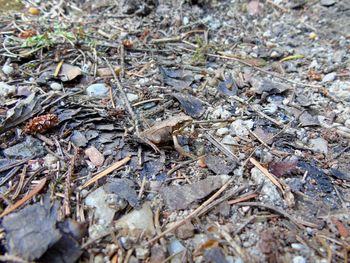 High angle view of insect on land