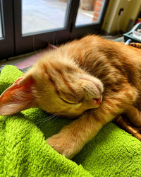 Close-up of cat sleeping at home
