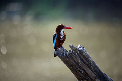 White throated kingfisher on a perch