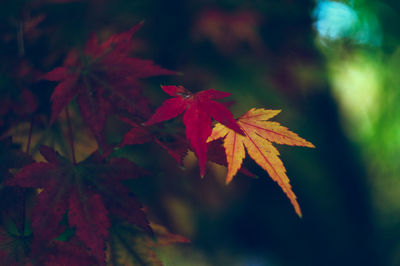 Close-up of maple tree during autumn