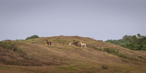 Horses in a field