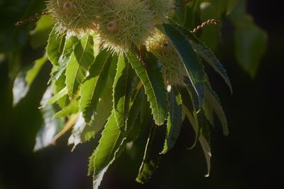 Close-up of insect on plant