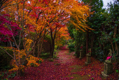 Trees in park during autumn