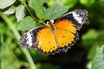 Close-up of butterfly perching on leaf