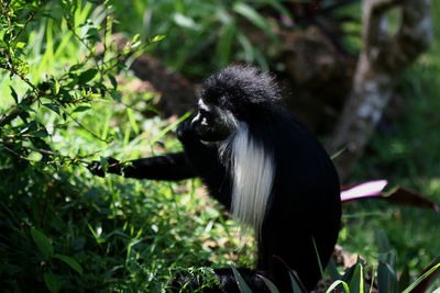 Black monkey sitting by plant in forest