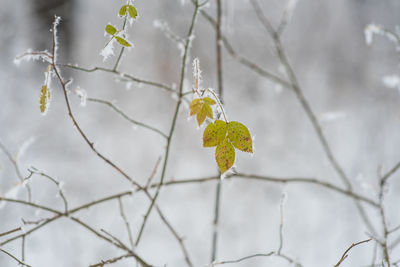 Close-up of snow on plant during winter