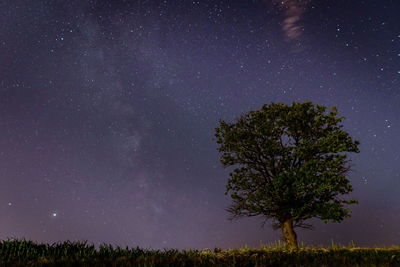 Tree against sky at night