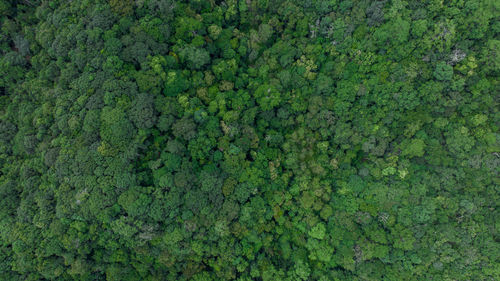 Full frame shot of green plants