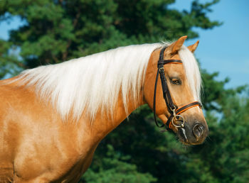 Close-up of horse standing against trees