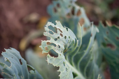 Close-up of purple flowering plant