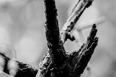 Close-up of lichen on tree trunk