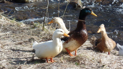 Swans in water