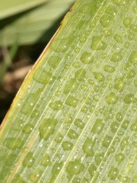 Full frame shot of wet leaf