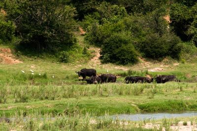 Horses grazing on landscape