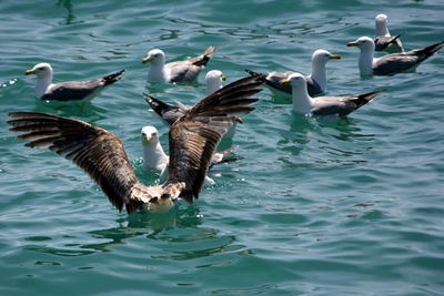 High angle view of seagulls swimming in sea