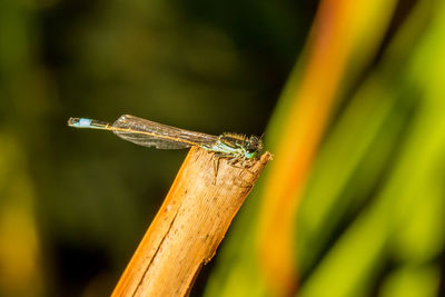 Close-up of dragonfly on wood