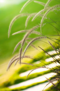 Close-up of fresh green plant