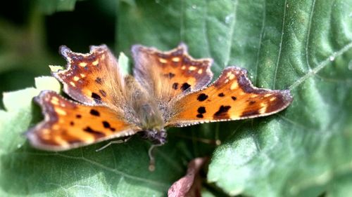 Butterfly perching on leaf