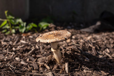 Close-up of mushroom growing on field