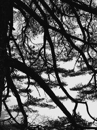 Low angle view of silhouette tree against sky