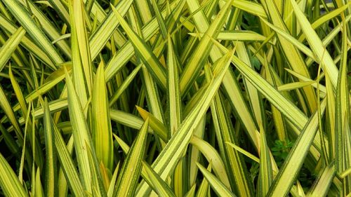 Full frame shot of green leaves