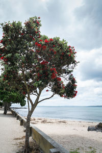 Tree by sea against sky