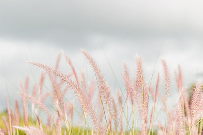 Close-up of plants on field against sky