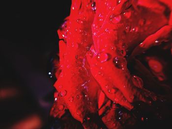 Close-up of wet red flower