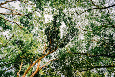 Low angle view of trees in forest