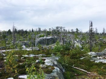 Scenic view of stream against sky