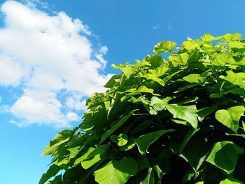 Low angle view of trees against blue sky