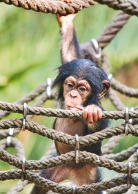 Monkey hanging on tree