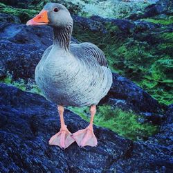 Bird in water