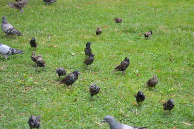 Birds perching on field