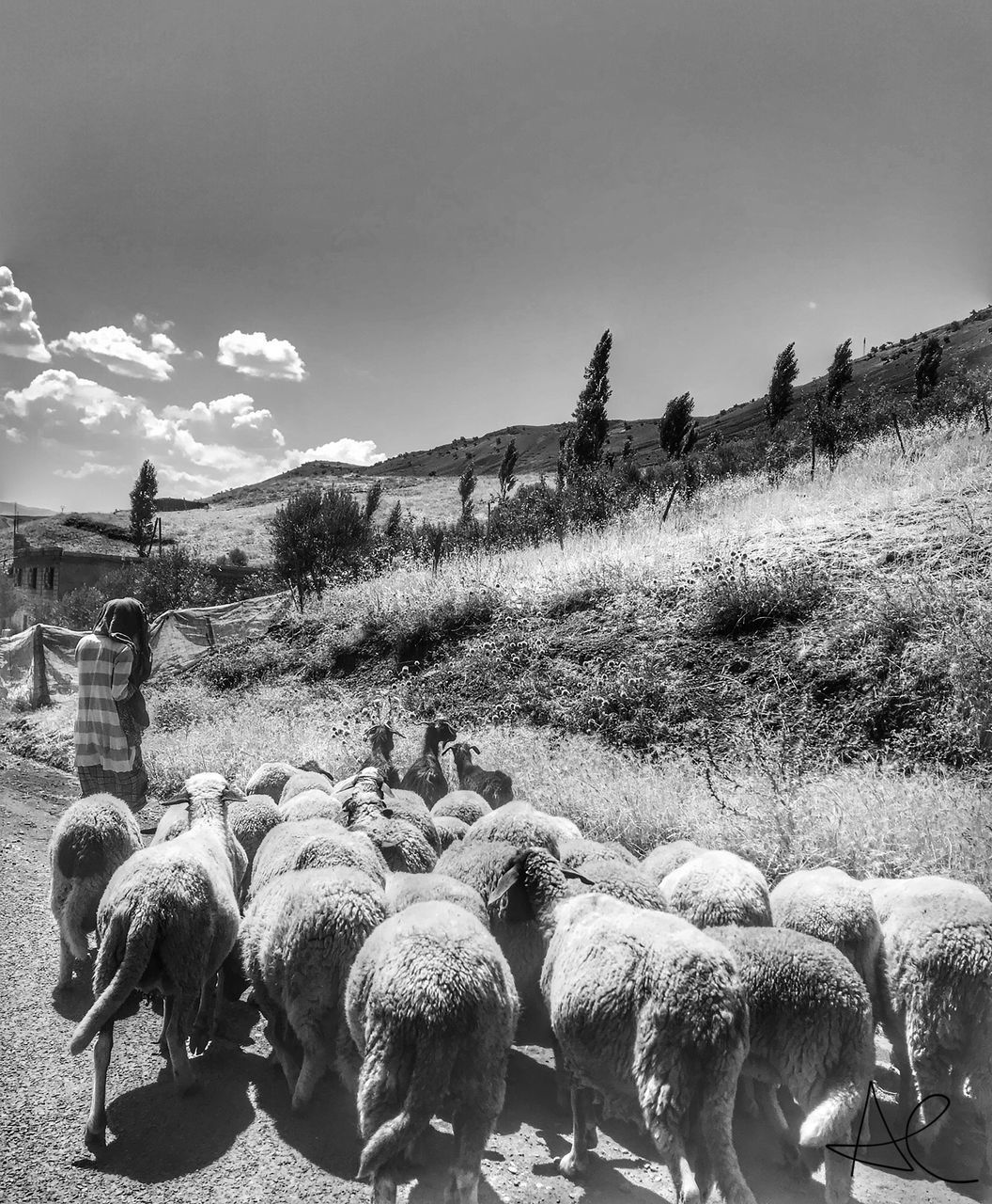 FLOCK OF SHEEP ON LAND