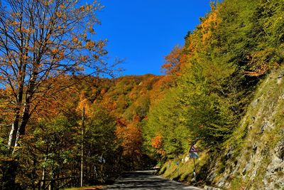 Trees growing in forest against sky during autumn