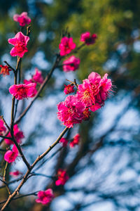 Close-up of pink cherry blossom