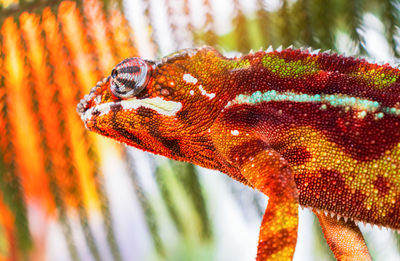 Close-up of a lizard