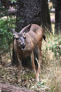 Deer standing in a field