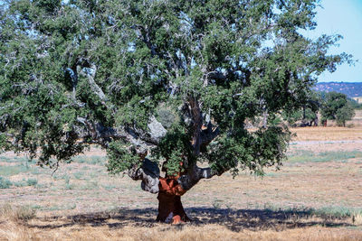 Tree growing on field