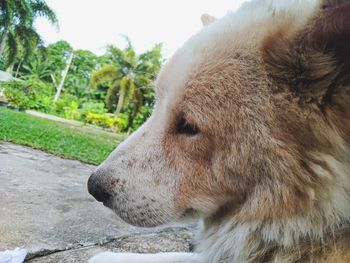 Close-up of a horse looking away