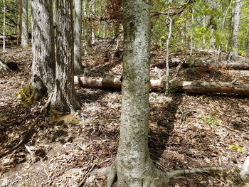 Trees growing in forest