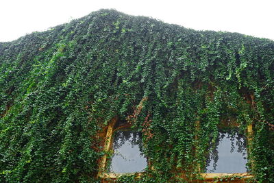 Low angle view of plants against sky