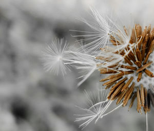 Close-up of dandelion on plant