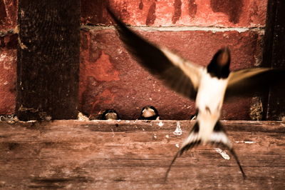 View of a bird flying against wooden wall