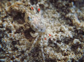 Close-up of crab on sand